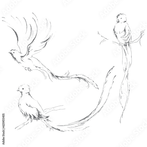 Hand drawn sketched exotic birds - flying and sitting on a tree branch. Ink line art illustration of Quetzal.