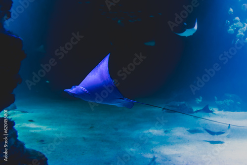 Photography fish and marine animals from the Nausicaa aquarium in Boulogne sur mer