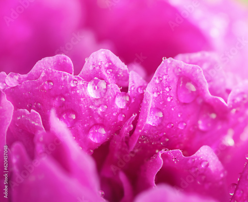 Macro petals peony flower with raindrops