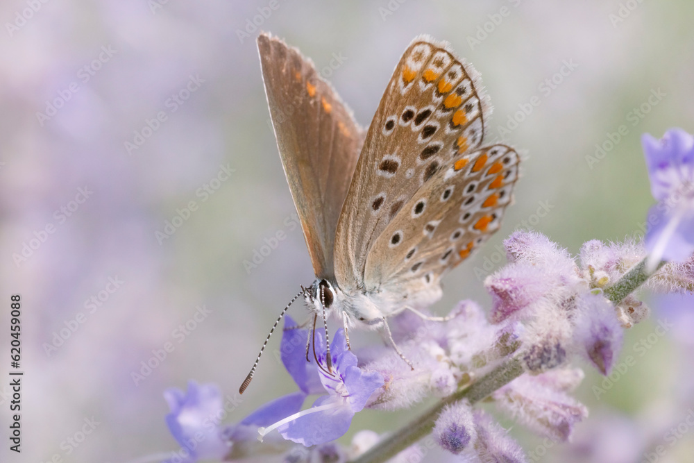 closeup of small brown butterfly sitting on violet blossom closeup of small brown butterfly sitting on violet blossom