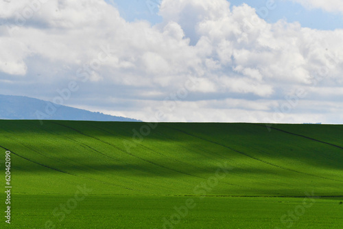 Dolce collina verdeggiante © Federico