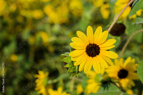 Yellow petals of Prairie sunflower with its pollen on its blurred background flower and tree.