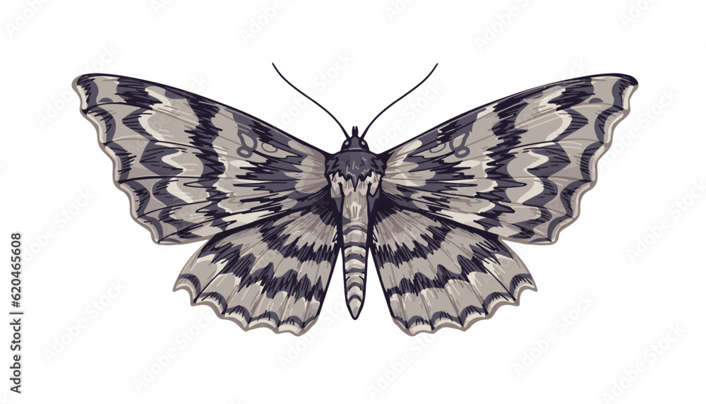 Fototapeta premium Acronicta rumicis, butterfly species. Flying striped insect drawing in realistic detailed vintage style. Knot grass moth. Retro hand-drawn vector illustration isolated on white background