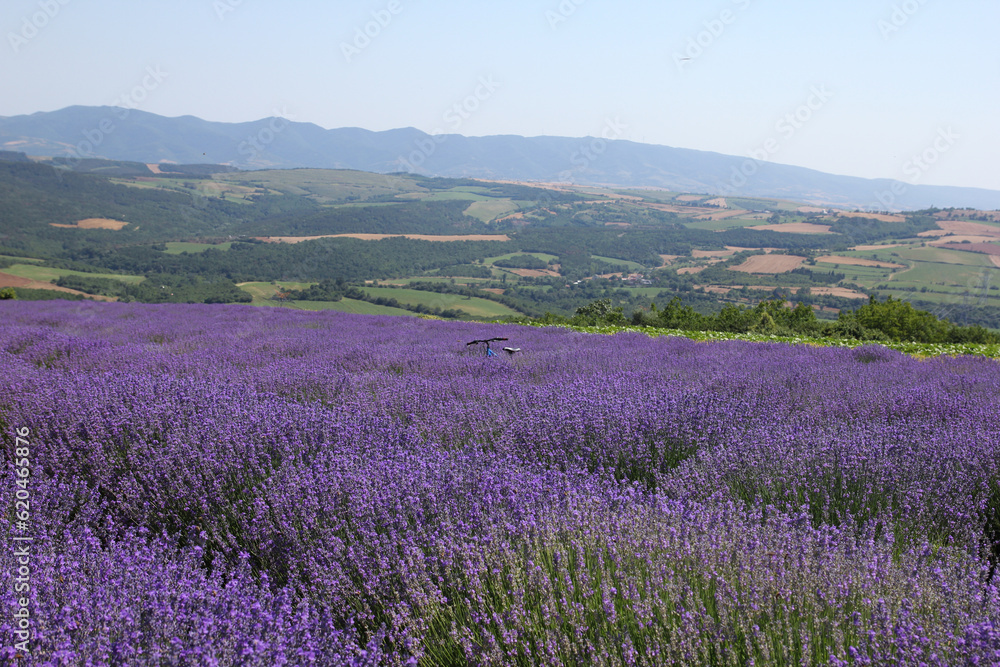 Lavender garden with its fragrant scent in nature