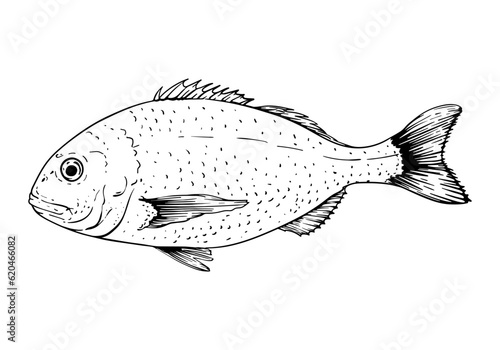 Dorado fish. Vector illustration. Isolated on white. Hand-drawn sketch style