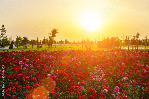 City park in early summer or spring with red blooming roses on a foreground and cloudy sky on a sunset or sunrise at summertime. photo