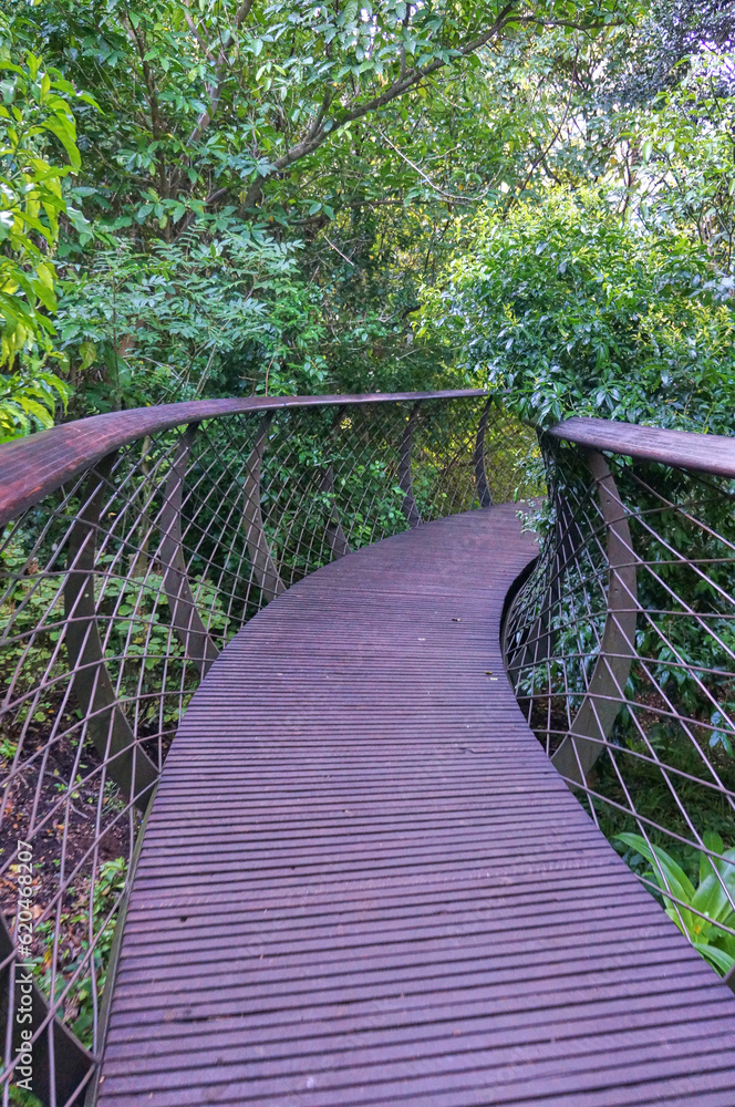 Obraz premium KIRSTENBOSCH NATIONAL BOTANICAL GARDEN