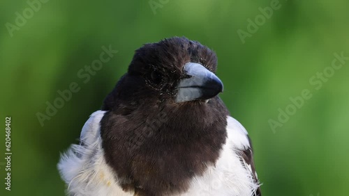 Close-Up Footage of a Pied Butcherbird in its Natural Habitat photo