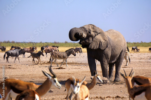 Elefante Etosha Namibia photo