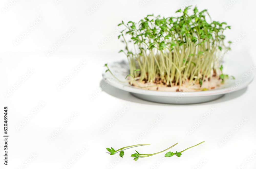 sehr frische, gesunde Kresse auf weißem Hintergrund. Im Hintergrund ein kleines Beet frischer Kresse. Die Schärfe liegt auf den vorderen drei Pflanzen. Viel copy space sehr frische, gesunde Kresse auf weißem Hintergrund. Im Hintergrund ein kleines Beet frischer Kresse. Die Schärfe liegt auf den vorderen drei Pflanzen. Viel copy space