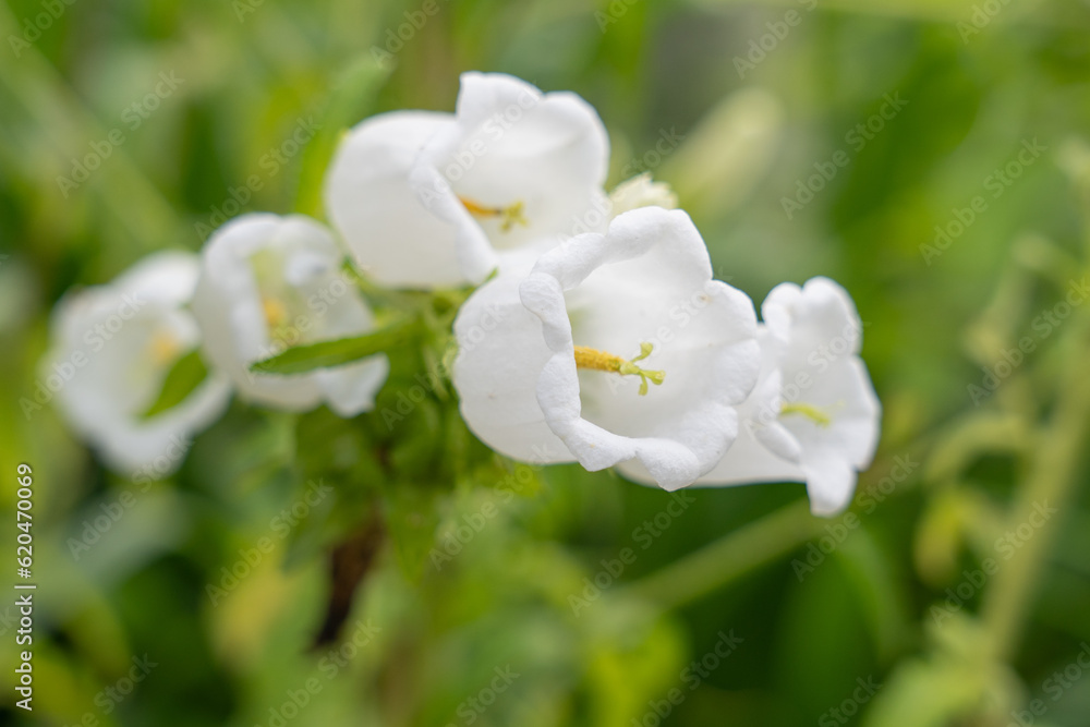 白いカンパニュラの花 白いカンパニュラの花