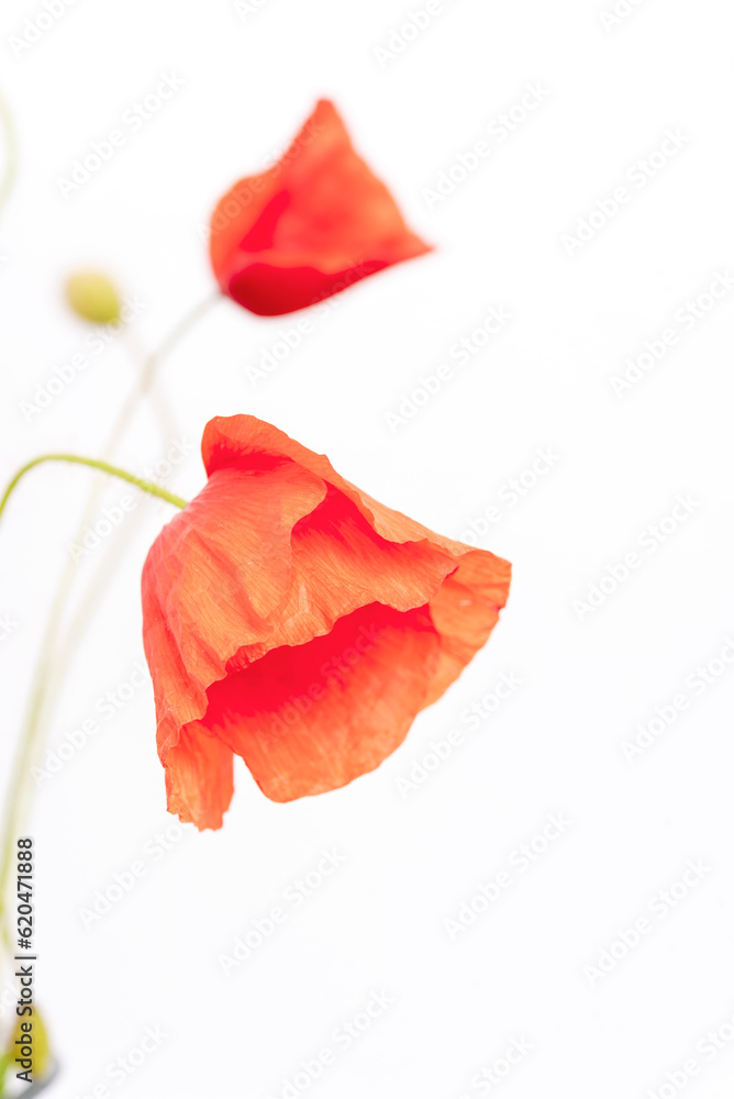 Red Poppy flower isolated on white background. Closeup. Selective focus Red Poppy flower isolated on white background. Closeup. Selective focus