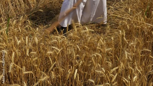 Farmer is cutting wheat.
Farmer is reaping wheat manually with a scythe in the traditional rural way.
 photo