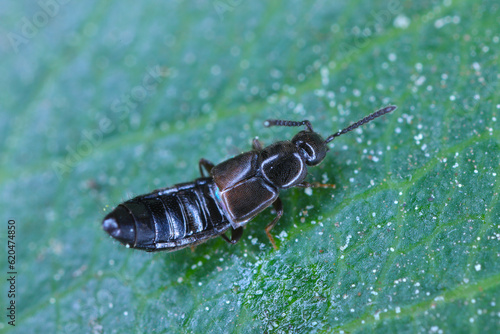 Slika na platnu Adult predatory of rove beetle, Staphylinidae.