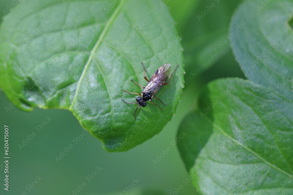A Hymenoptera of the order Sawfly (Symphyta) on a leaf in the garden. A Hymenoptera of the order Sawfly (Symphyta) on a leaf in the garden.