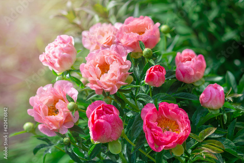 Large pink Japanese peonies close-up on a natural background.