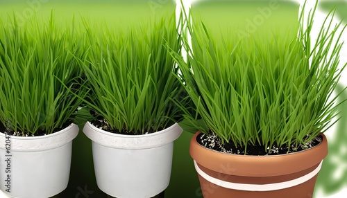 green grass in a pot