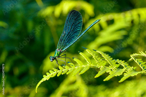 Demoiselle bleue, Zygoptères, Agrion, Libellule