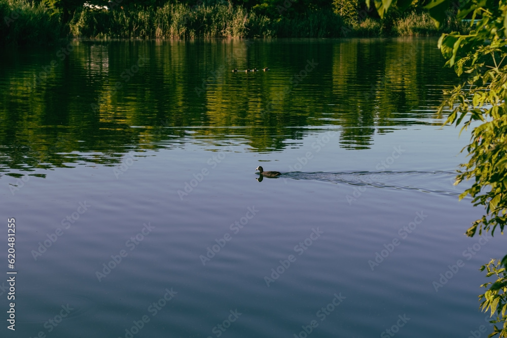Duck swims in the pond. Summer Duck swims in the pond. Summer
