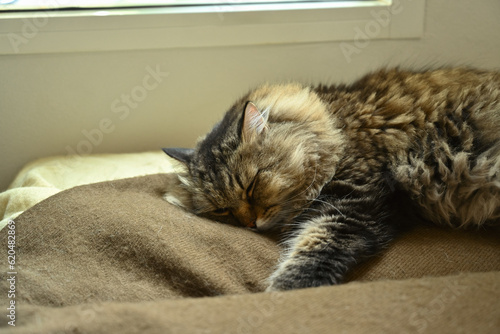 A cute grey fluffy cat sleeping in soft blanket. Domestic cat, feline love and friendship 