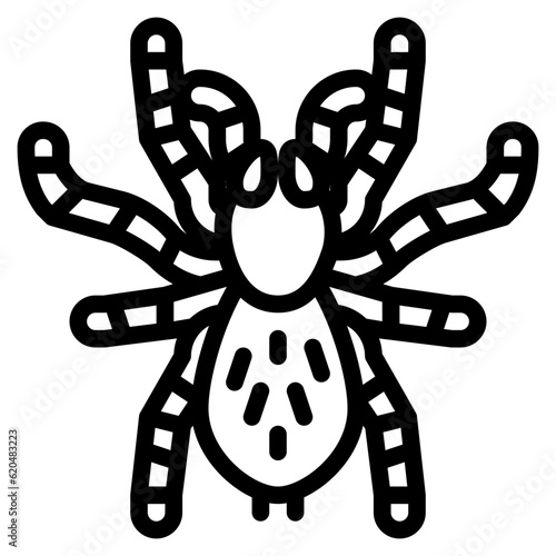 tarantula bug insect animal