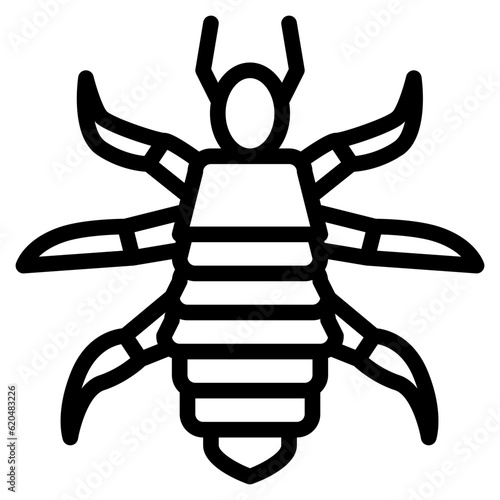 louse bug insect animal