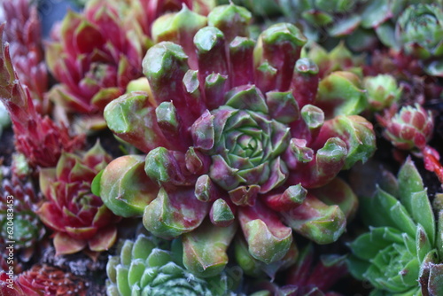 rojnik Sempervivum Fantasy