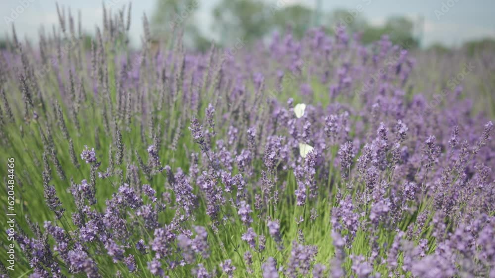 Watching the butterfly on the lavender in the middle of the garden. Watching the butterfly on the lavender in the middle of the garden.