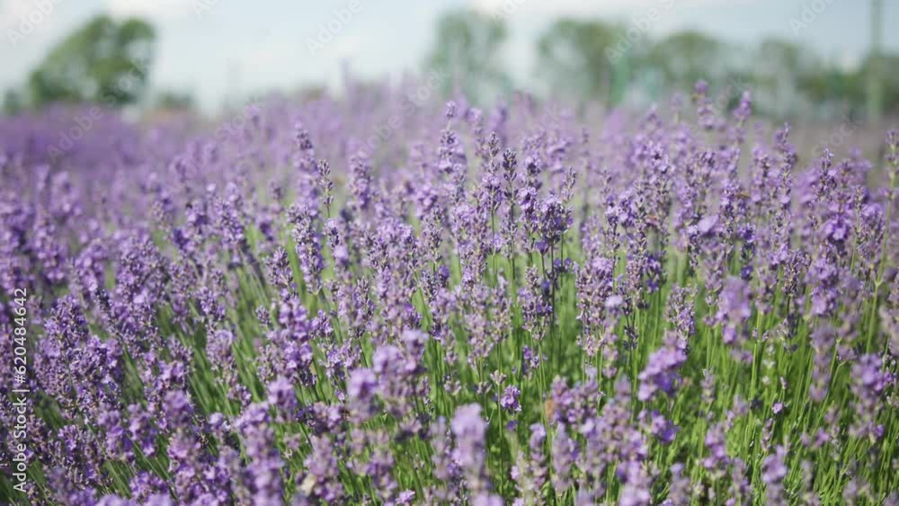 View of blooming lavender plants in the middle of the garden. View of blooming lavender plants in the middle of the garden.