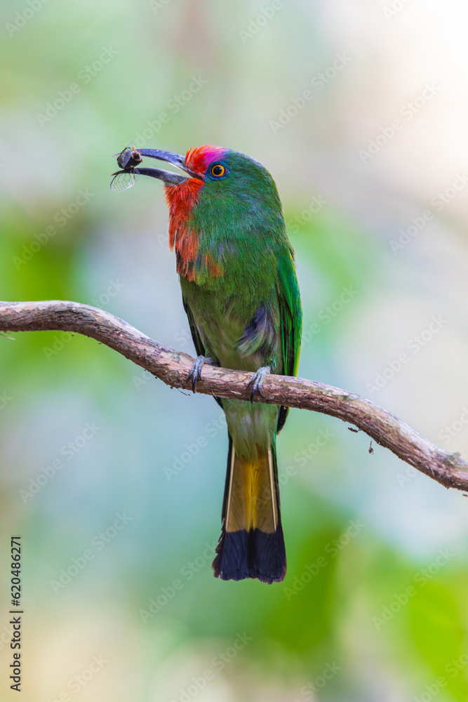 Obraz premium Red-bearded Bee-eater birds on the tree branch.