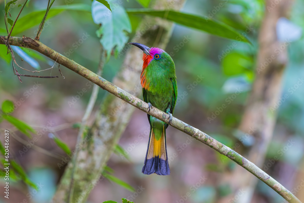 Fototapeta premium Red-bearded Bee-eater birds on the tree branch.