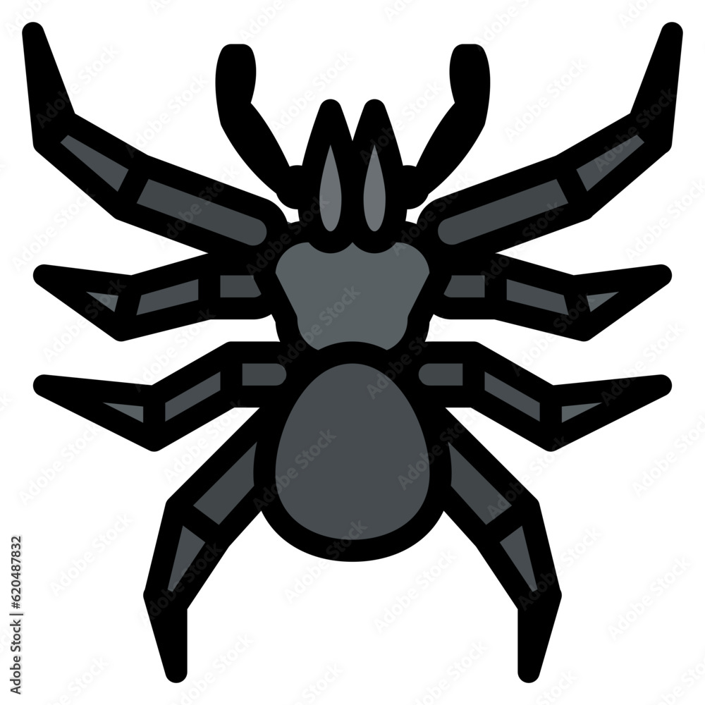 mygalomorphae spider bug insect animal mygalomorphae spider bug insect animal