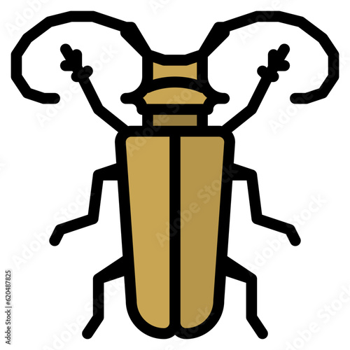 longhorn beetle bug insect animal