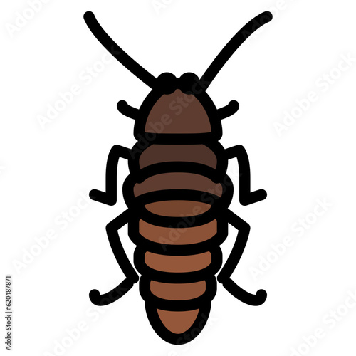 madagascar hissing cockroach bug insect animal