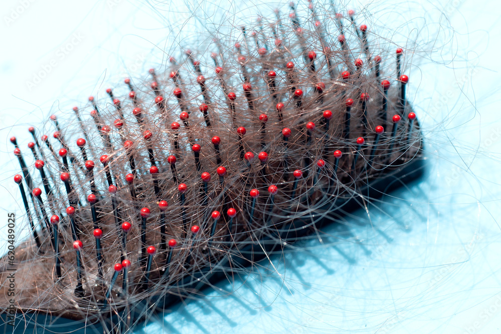 Fototapeta premium Hairs loss fall in comb on blue background.