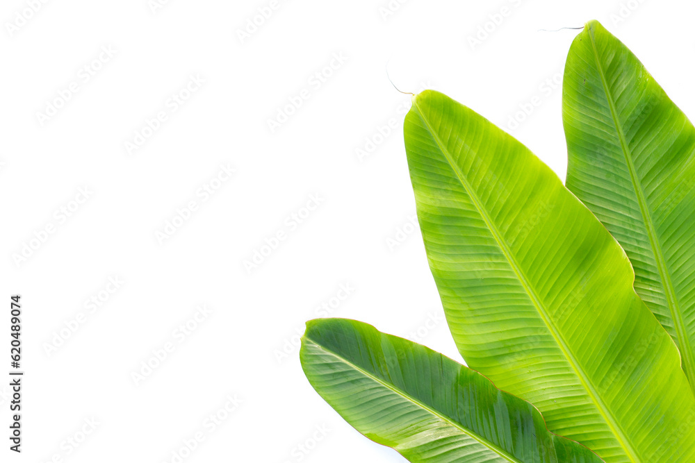 Fresh banana leaves on white background. Fresh banana leaves on white background.