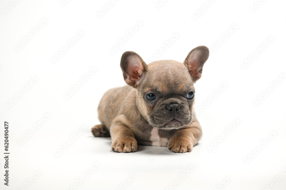 Adorable fawn French Bulldog puppy on white background.