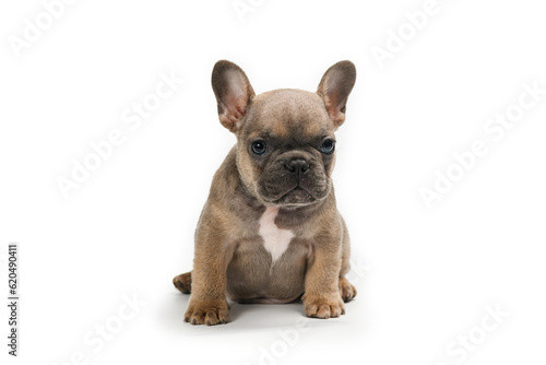 Fototapeta Naklejka Na Ścianę i Meble -  Adorable fawn French Bulldog puppy, sitting up facing front.