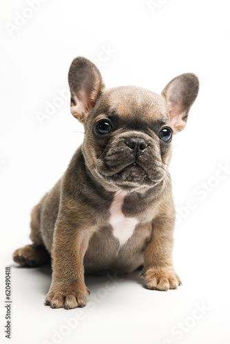 Adorable fawn French Bulldog puppy  sitting up facing front.