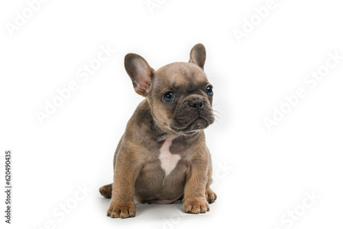 Adorable fawn French Bulldog puppy, sitting up facing front.