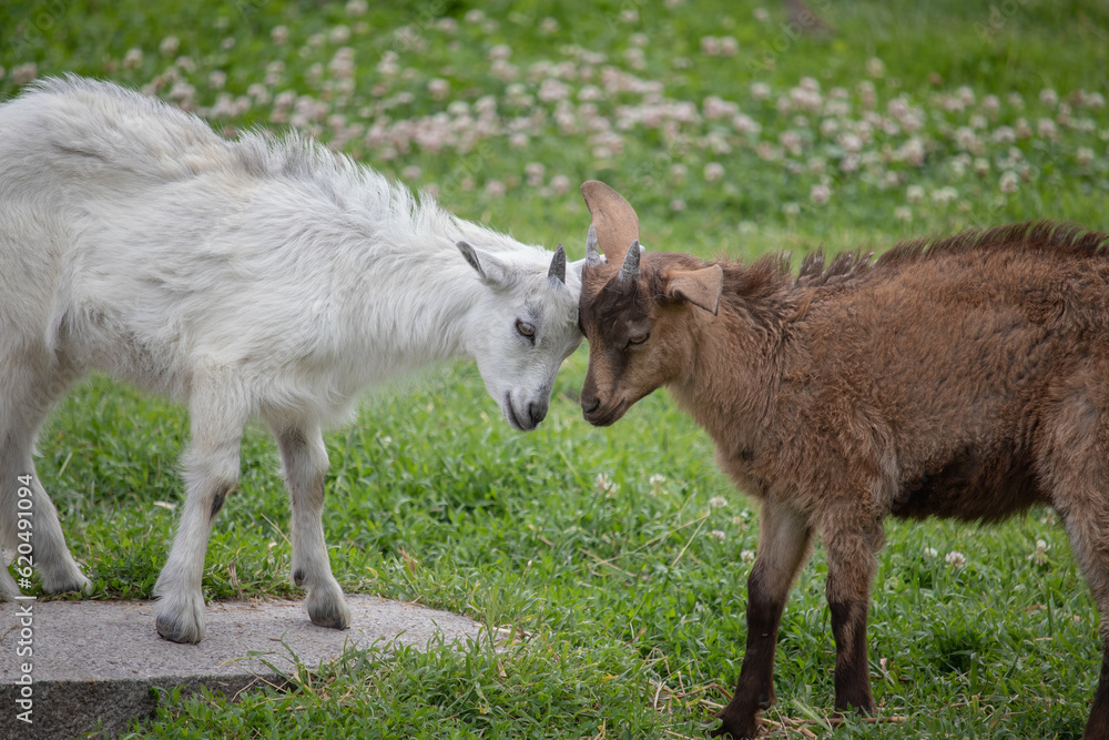 Goats butt on a green meadow with stone Goats butt on a green meadow with stone
