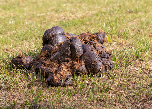 Fresh horse manure dung on green grass photo
