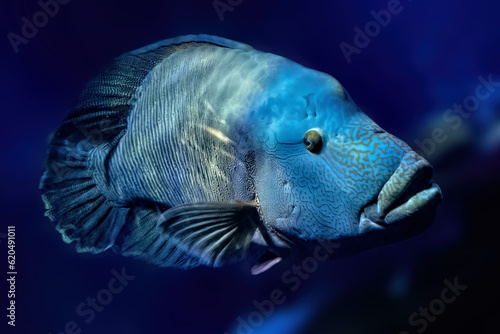 Humphead Wrasse Cheilinus Undulatus Fish photo