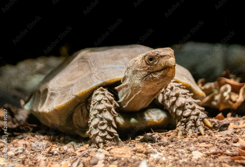 Turtle With Spikes On The Paws Closeup Turtle With Spikes On The Paws Closeup