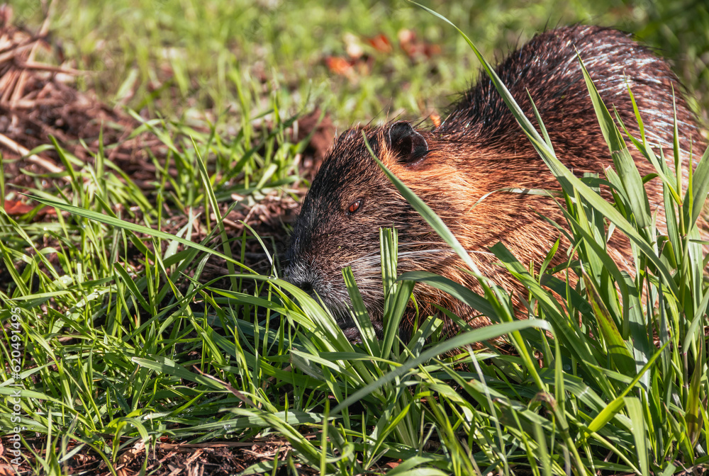 Nutria(Myocastor coypus) in a sunny meadow eating fresh green grass Nutria(Myocastor coypus) in a sunny meadow eating fresh green grass