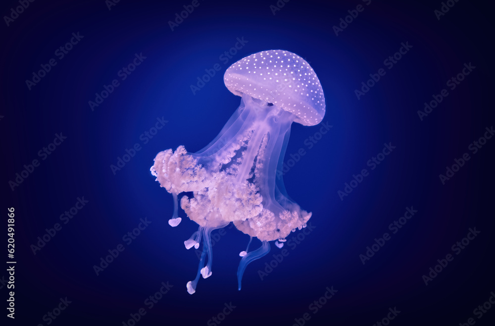 Spotted Jellyfish Phyllorhiza Punctata Floating Bell Spotted Jellyfish Phyllorhiza Punctata Floating Bell
