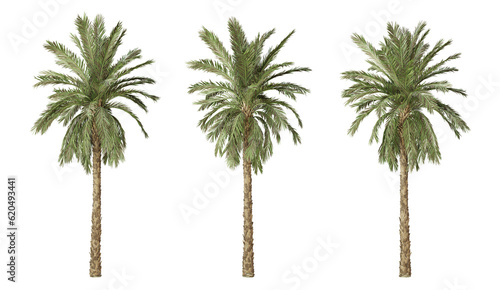 Phoenix dactylifera palm tree on transparent background  tropical plant  3d render illustration.