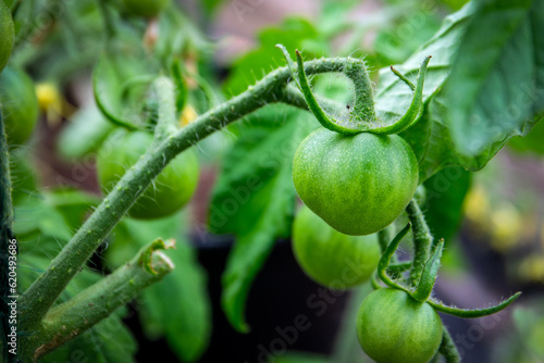 Tomato plant with green, unripe tomatoes on a thick bunch. Gardening