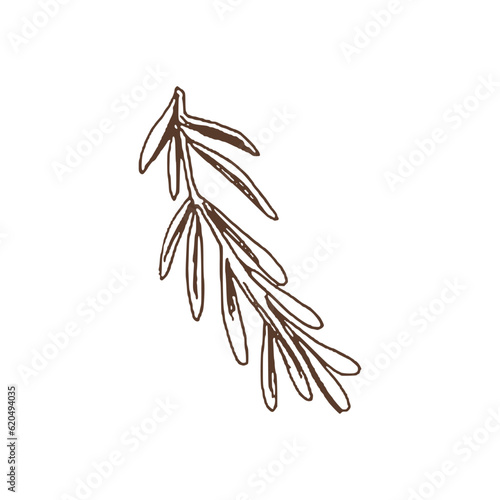 Organic food. Hand drawn vector sketch of rosemary branch. Doodle vintage illustration. Decorations for the menu of cafes and labels. Engraved immage.