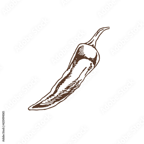 Organic food. Hand drawn vector sketch of chilli pepper. Doodle vintage illustration. Decorations for the menu of cafes and labels. Engraved immage.